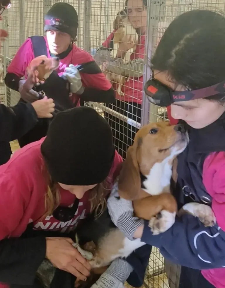 Image of activists rescuing beagles